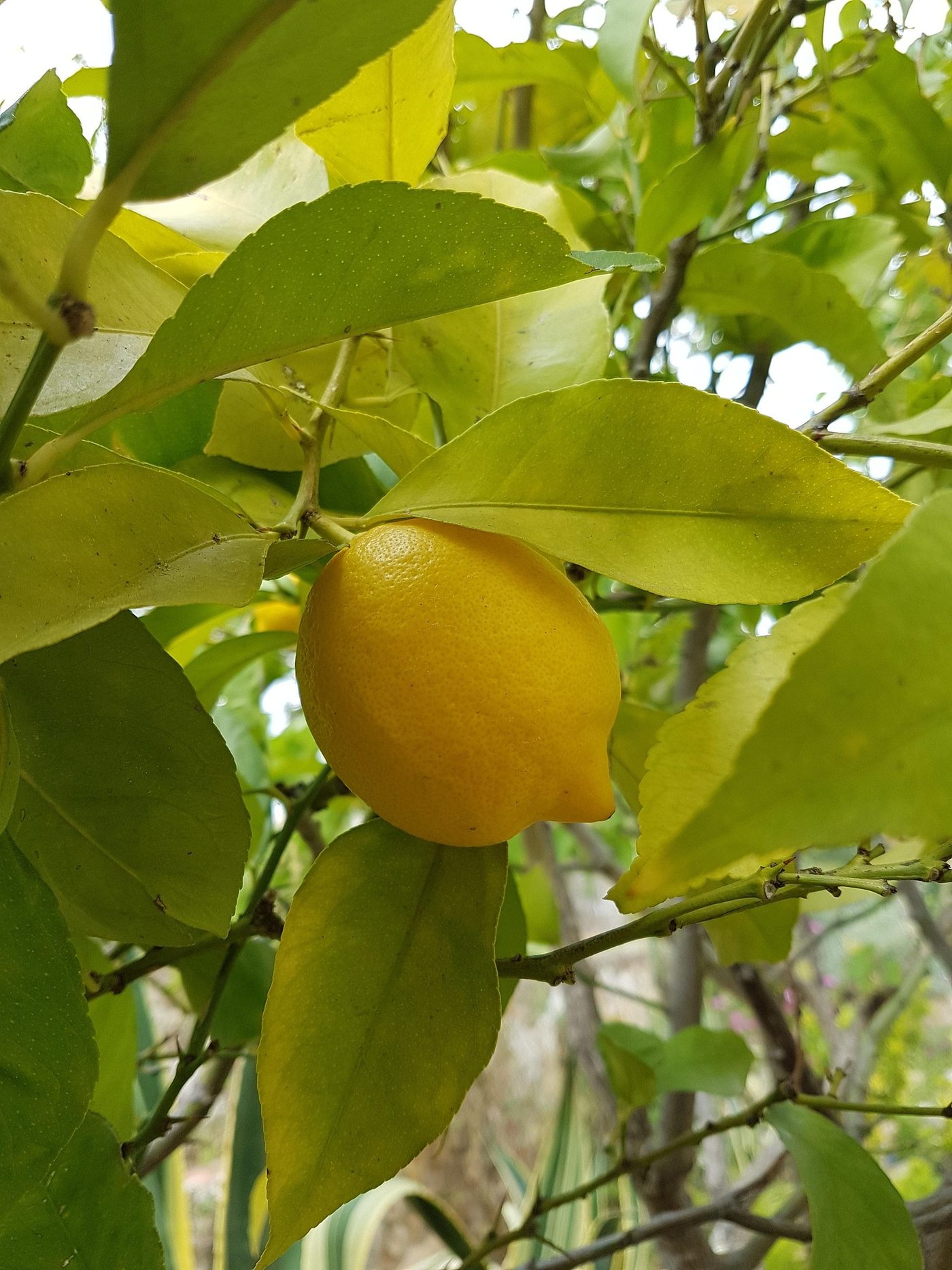 A ripe lemon hanging on a backyard tree